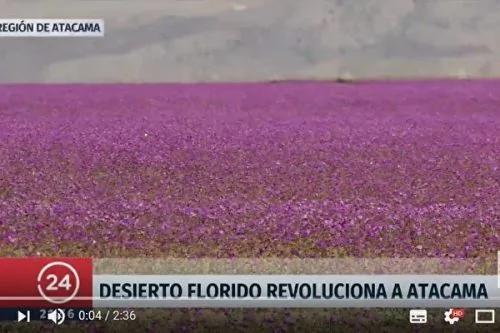 世界最干燥沙漠罕见下大雨 还出现花海