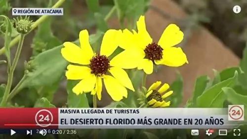 世界最干燥沙漠罕见下大雨 还出现花海