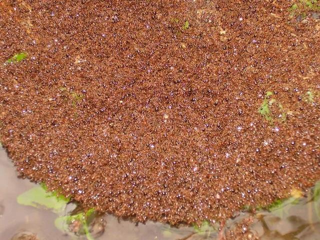美国休斯顿:飓风洪灾出现新问题 50万火蚁浮水面