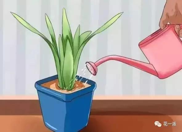 自制自动浇花神器 一个月不浇水花花照样开的美美的