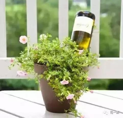 自制自动浇花神器 一个月不浇水花花照样开的美美的