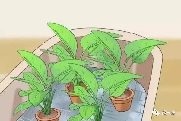 自制自动浇花神器 一个月不浇水花花照样开的美美的