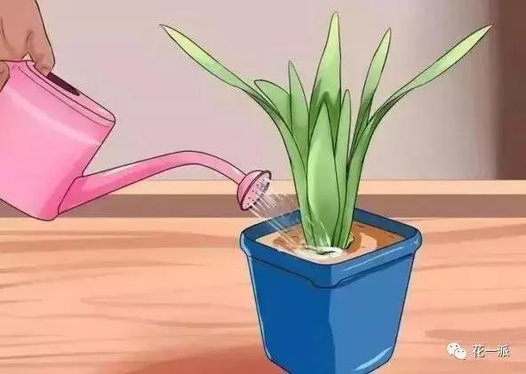 自制自动浇花神器 一个月不浇水花花照样开的美美的