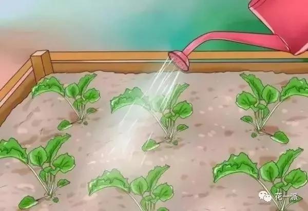 自制自动浇花神器 一个月不浇水花花照样开的美美的
