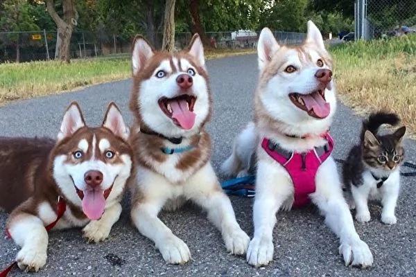 3只哈士奇犬带大的猫咪自认为是一只哈士奇
