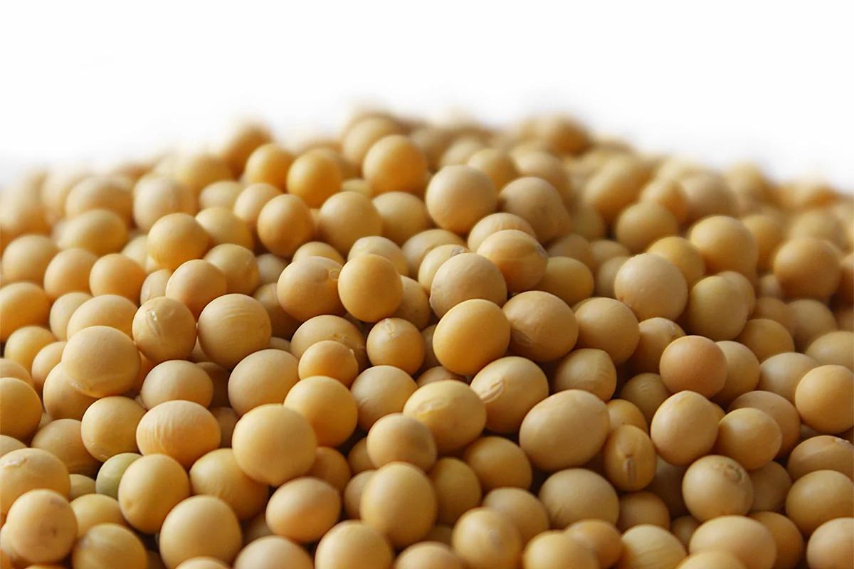 豆中之王 黄豆的15大养生功效
