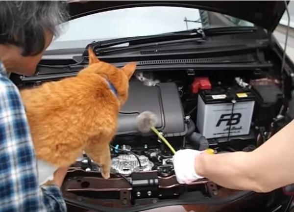 小猫咪误入汽车引擎室 全靠“邻居猫咪”帮忙把它叫出来!