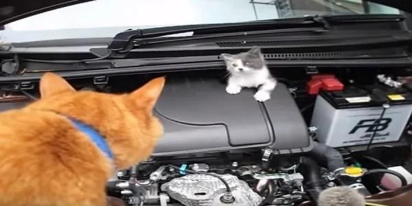 小猫咪误入汽车引擎室 全靠“邻居猫咪”帮忙把它叫出来!