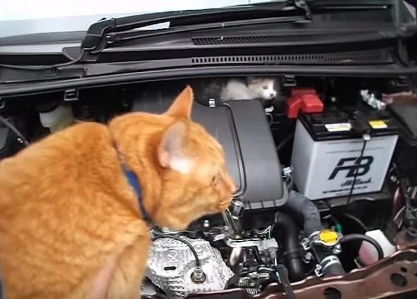 小猫咪误入汽车引擎室 全靠“邻居猫咪”帮忙把它叫出来!