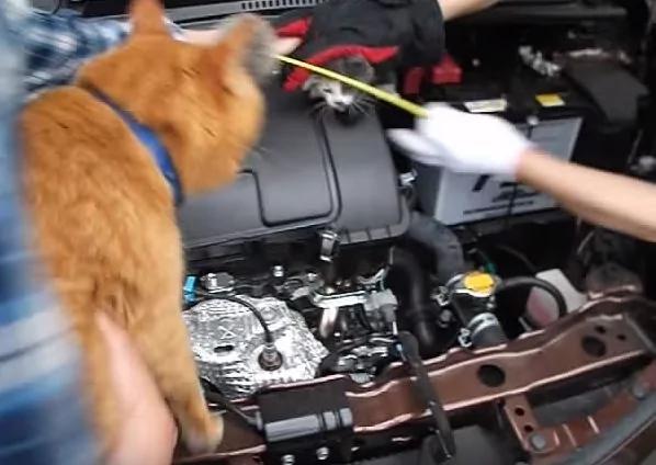 小猫咪误入汽车引擎室 全靠“邻居猫咪”帮忙把它叫出来!