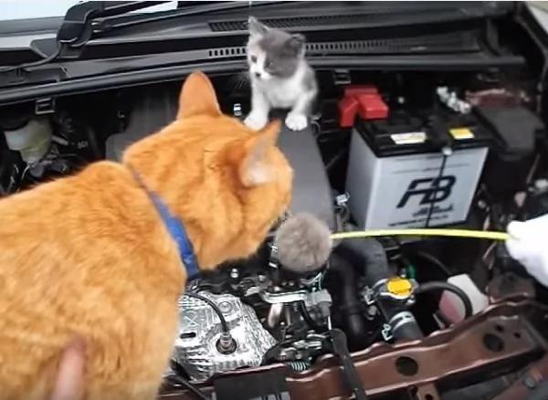 小猫咪误入汽车引擎室 全靠“邻居猫咪”帮忙把它叫出来!