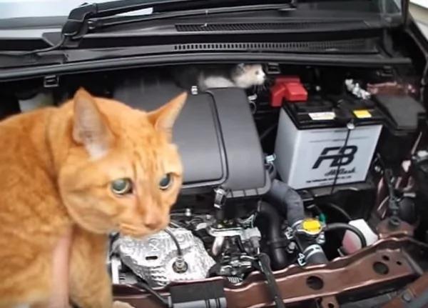 小猫咪误入汽车引擎室 全靠“邻居猫咪”帮忙把它叫出来!