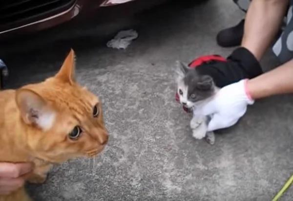 小猫咪误入汽车引擎室 全靠“邻居猫咪”帮忙把它叫出来!