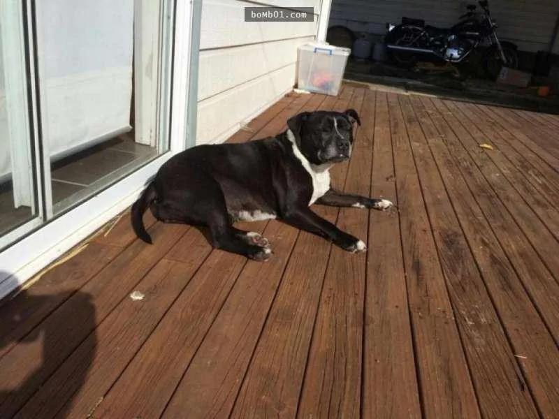 比特犬突然失控闯进房内吠叫 主人跟着跑出去后竟然看到儿子…