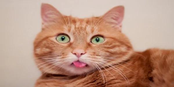 “橘猫”的都市传说:无底洞的胃+话超多讲不停!