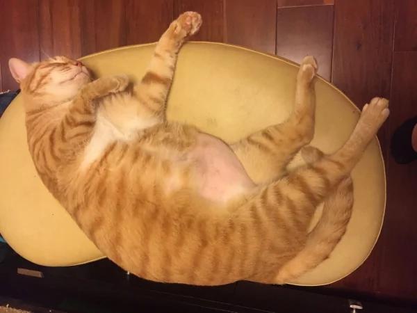 “橘猫”的都市传说:无底洞的胃+话超多讲不停!
