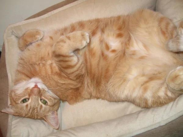 “橘猫”的都市传说:无底洞的胃+话超多讲不停!