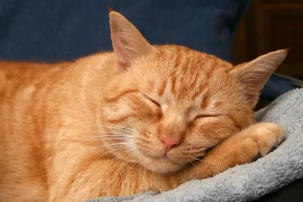 “橘猫”的都市传说:无底洞的胃+话超多讲不停!