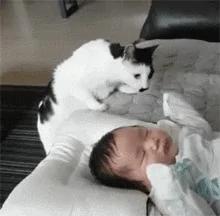 别在外面浪了 快点跟我回家!小猫咪:妈你放我下来 我要面子的啊!
