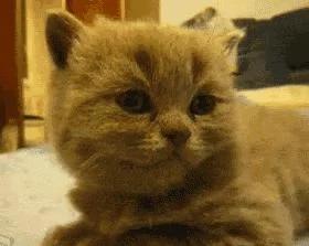 别在外面浪了 快点跟我回家!小猫咪:妈你放我下来 我要面子的啊!