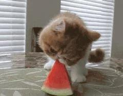 别在外面浪了 快点跟我回家!小猫咪:妈你放我下来 我要面子的啊!