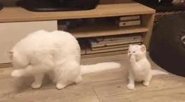 别在外面浪了 快点跟我回家!小猫咪:妈你放我下来 我要面子的啊!