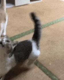 别在外面浪了 快点跟我回家!小猫咪:妈你放我下来 我要面子的啊!