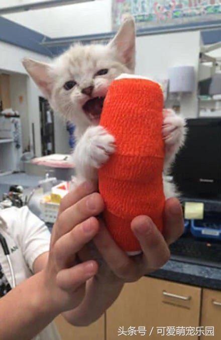 别在外面浪了 快点跟我回家!小猫咪:妈你放我下来 我要面子的啊!