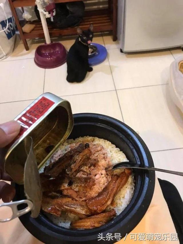 别在外面浪了 快点跟我回家!小猫咪:妈你放我下来 我要面子的啊!