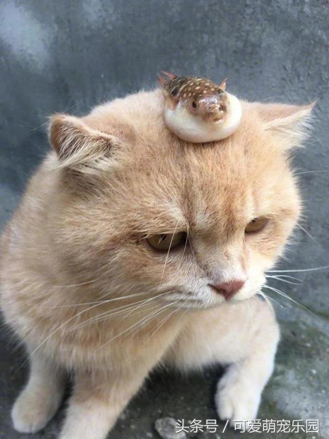 别在外面浪了 快点跟我回家!小猫咪:妈你放我下来 我要面子的啊!