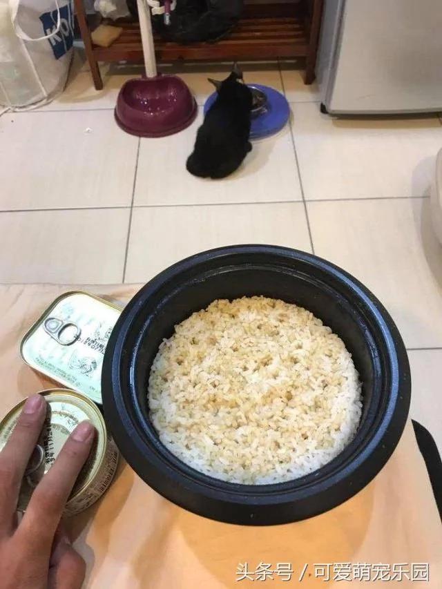 别在外面浪了 快点跟我回家!小猫咪:妈你放我下来 我要面子的啊!