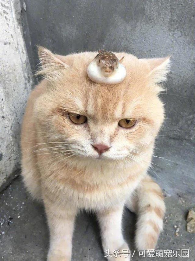 别在外面浪了 快点跟我回家!小猫咪:妈你放我下来 我要面子的啊!