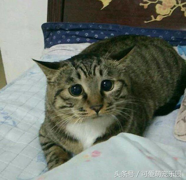 别在外面浪了 快点跟我回家!小猫咪:妈你放我下来 我要面子的啊!