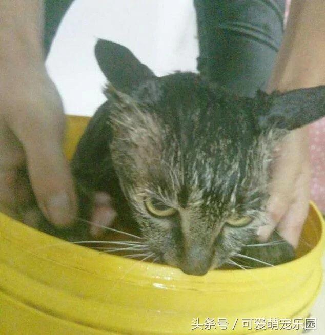 别在外面浪了 快点跟我回家!小猫咪:妈你放我下来 我要面子的啊!