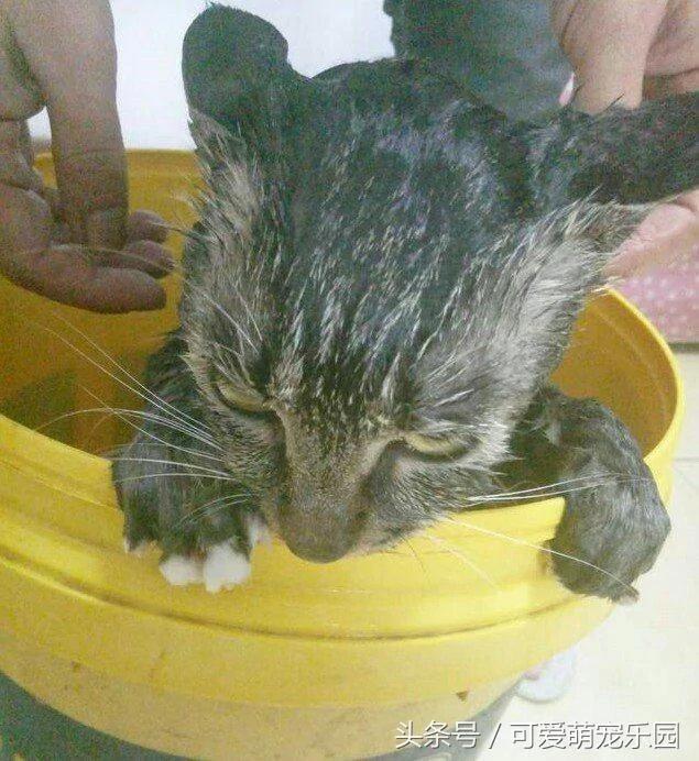 别在外面浪了 快点跟我回家!小猫咪:妈你放我下来 我要面子的啊!