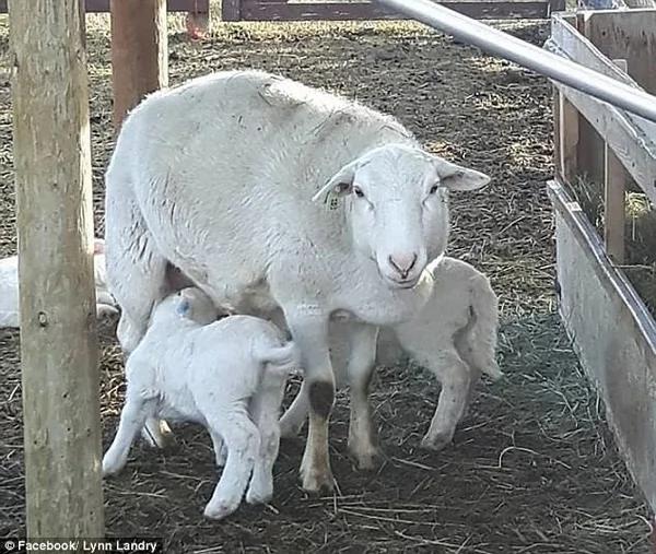 加牧羊犬山火中坚守20天保护主人家羊群
