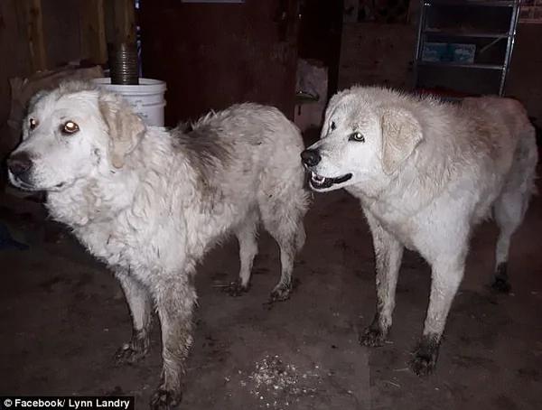 加牧羊犬山火中坚守20天保护主人家羊群