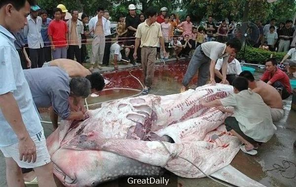 水库时常有人游水溺死 后来才发现惊天的秘密…