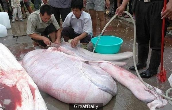 水库时常有人游水溺死 后来才发现惊天的秘密…