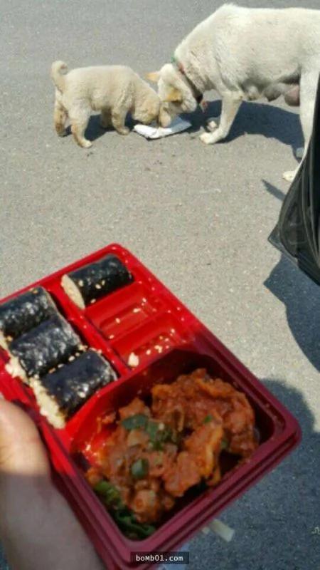 暖男给大白狗食物 它却不吃 看它哀伤的眼神 才惊觉原来是求救的!