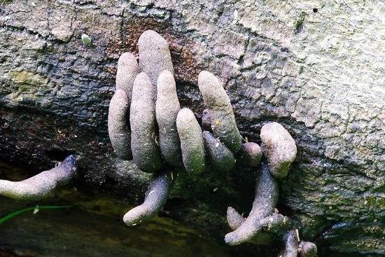 女子在森林中遇见“手指” 指头泛黑 又细又长 专吃腐肉…