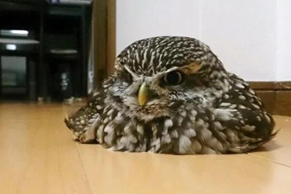 猫头鹰突然融化扁在地板上 原因让人笑到肚子痛