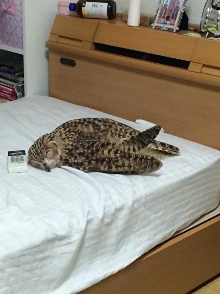 猫头鹰突然融化扁在地板上 原因让人笑到肚子痛