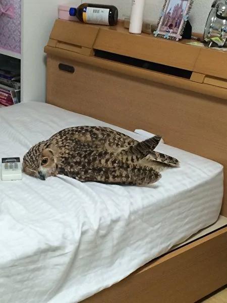 猫头鹰突然融化扁在地板上 原因让人笑到肚子痛