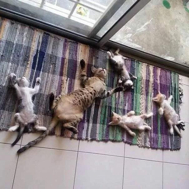 猫带着一家大小一起做日光浴 晒太阳而不失霸气!!!