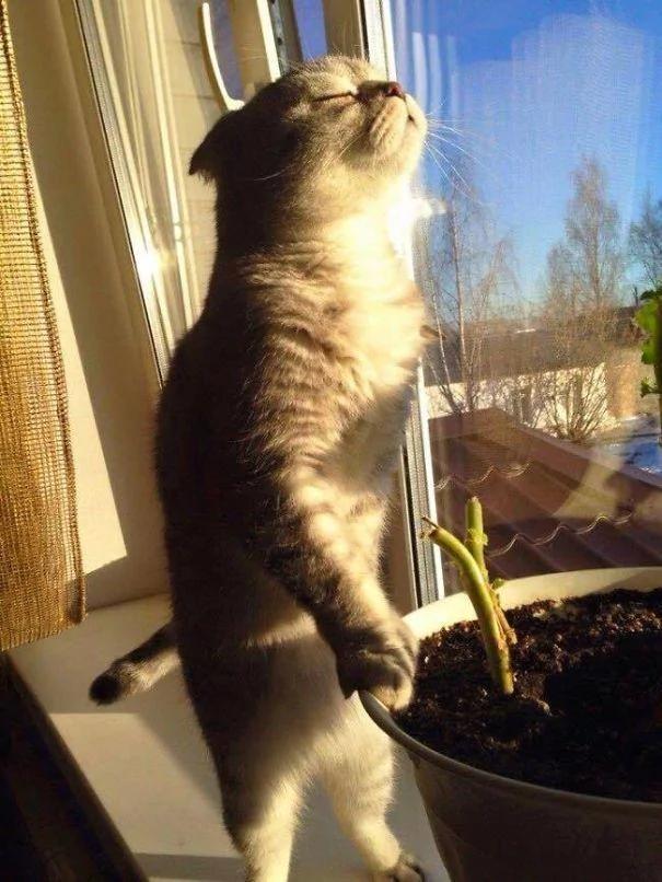 猫带着一家大小一起做日光浴 晒太阳而不失霸气!!!