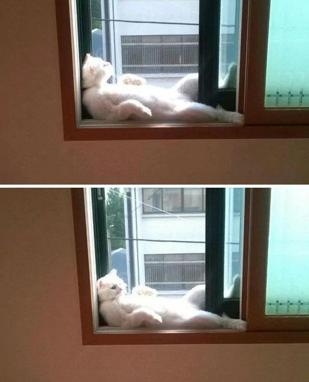猫带着一家大小一起做日光浴 晒太阳而不失霸气!!!