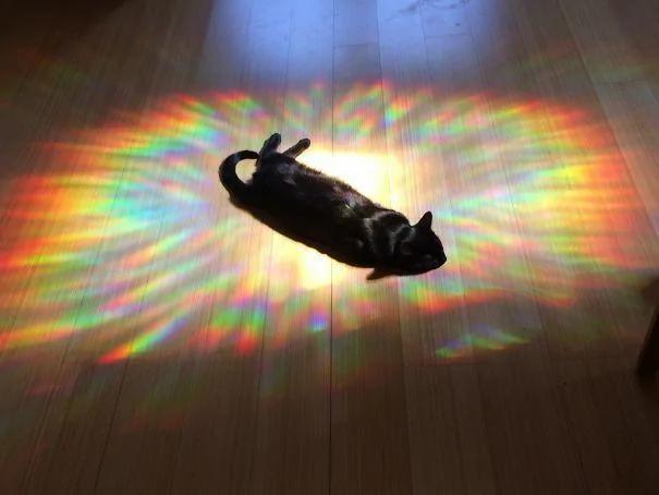 猫带着一家大小一起做日光浴 晒太阳而不失霸气!!!