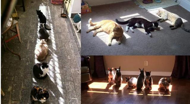 猫带着一家大小一起做日光浴 晒太阳而不失霸气!!!