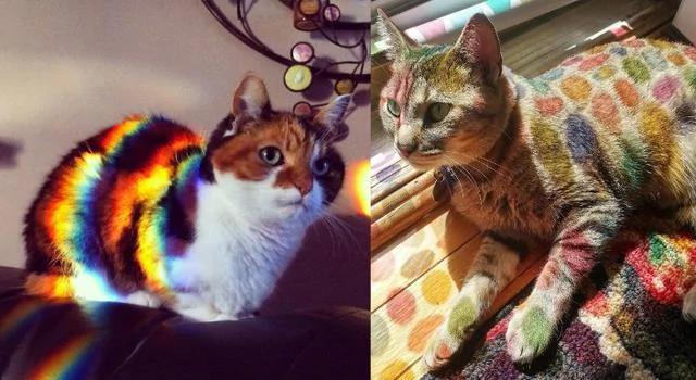 猫带着一家大小一起做日光浴 晒太阳而不失霸气!!!
